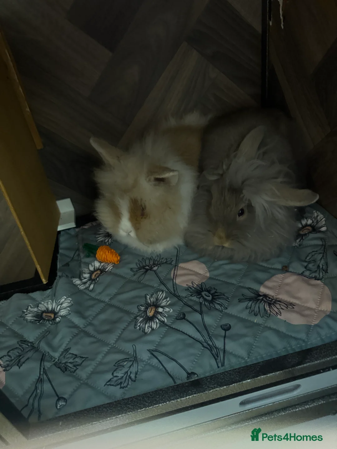 Mini Lion Lop rabbits for sale: Rabbits for sale  - Advert 2