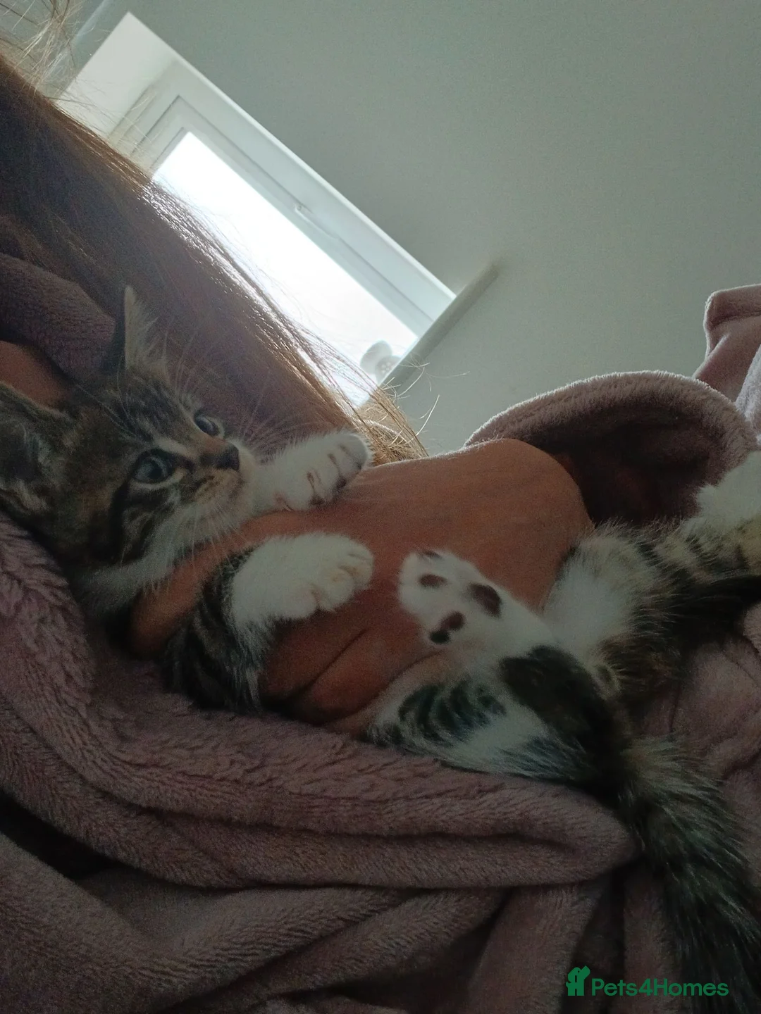 Mixed Breed cats for sale: 8 week old kittens ready for new homes  in Leeds - Advert 2