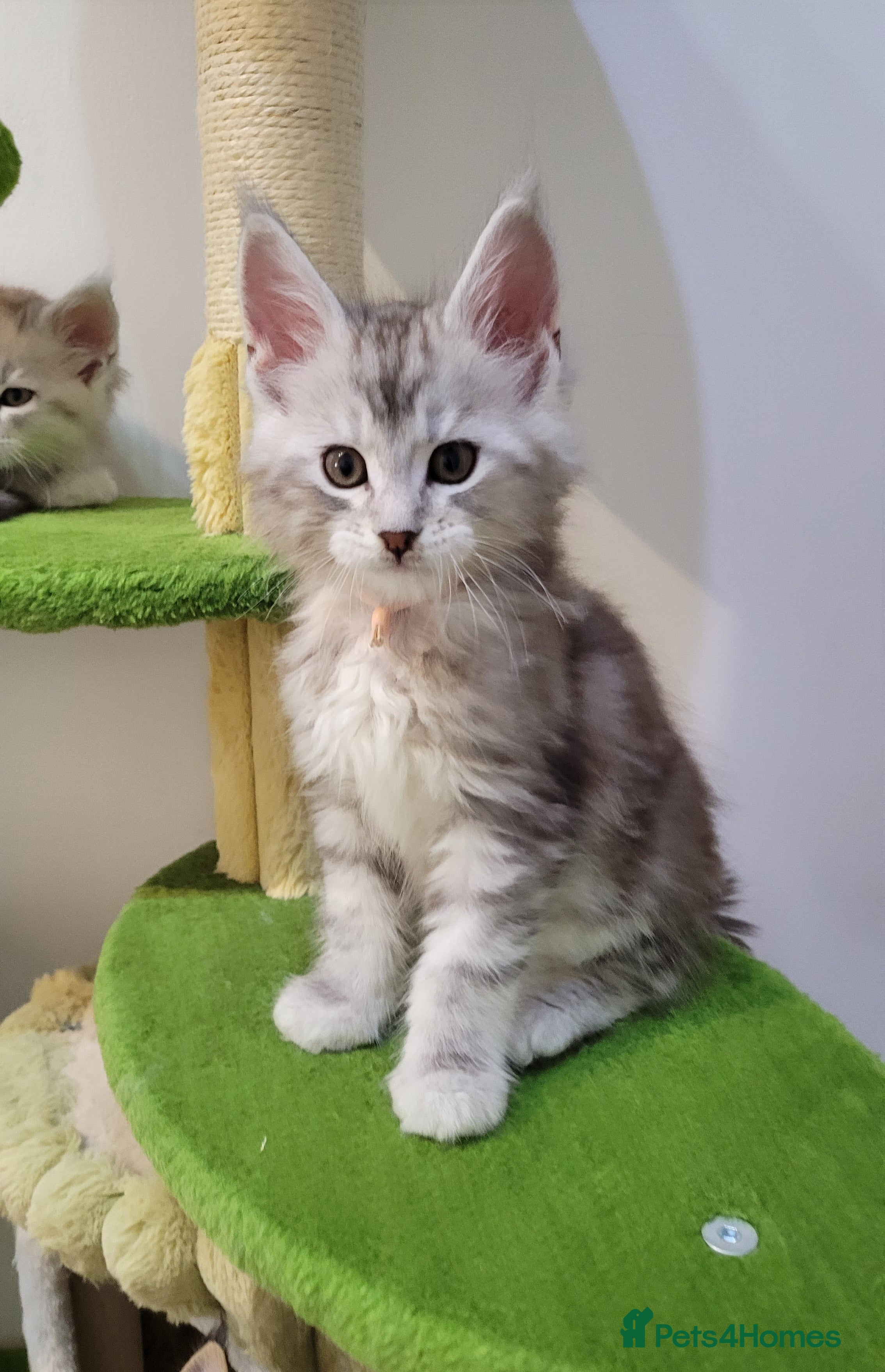 Maine Coon cats Tica registered Maine coon kittens  - Advert 14