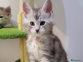 Maine Coon cats Tica registered Maine coon kittens - Advert 14