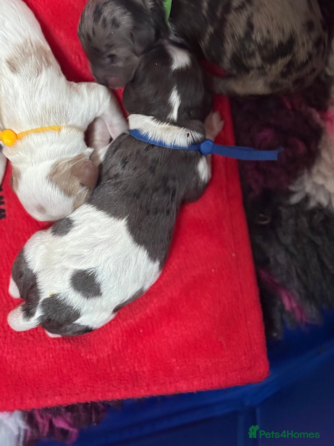 Cavapoo dogs for sale: Extensively health tested stunning cavapoo’s - Image 11