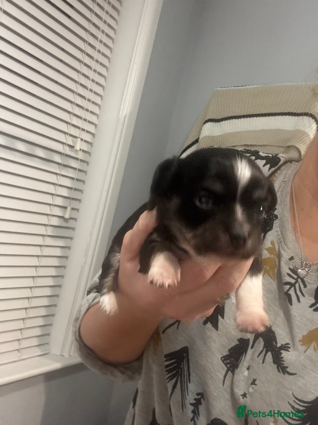 Chihuahua dogs for sale: Chihuahua pups - Advert 16