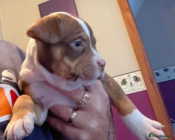 Mixed Breed dogs - Advert 5