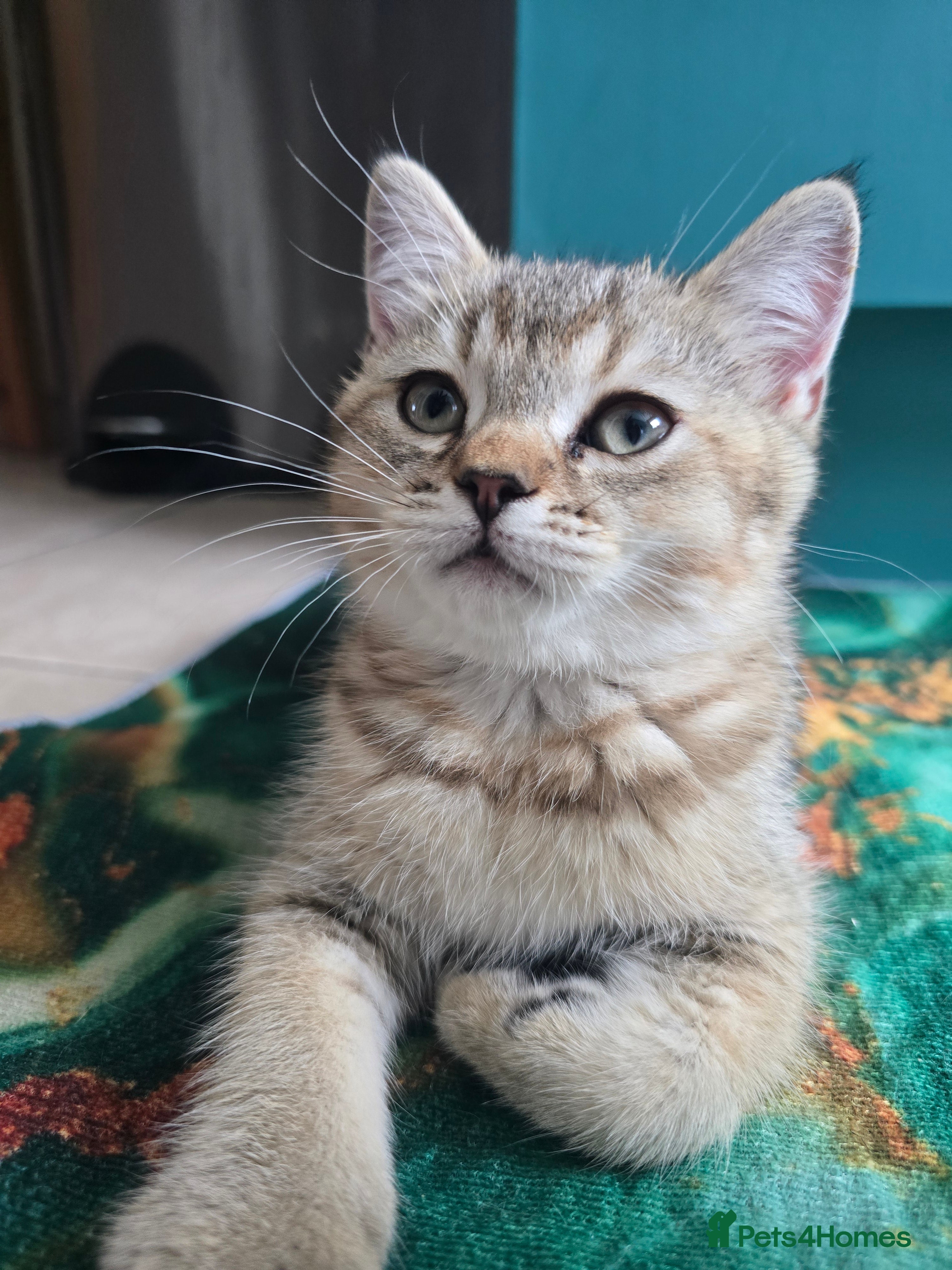 British Shorthair cats British Shorthair Female Kittens Only 2 Left!🩷 - Advert 1