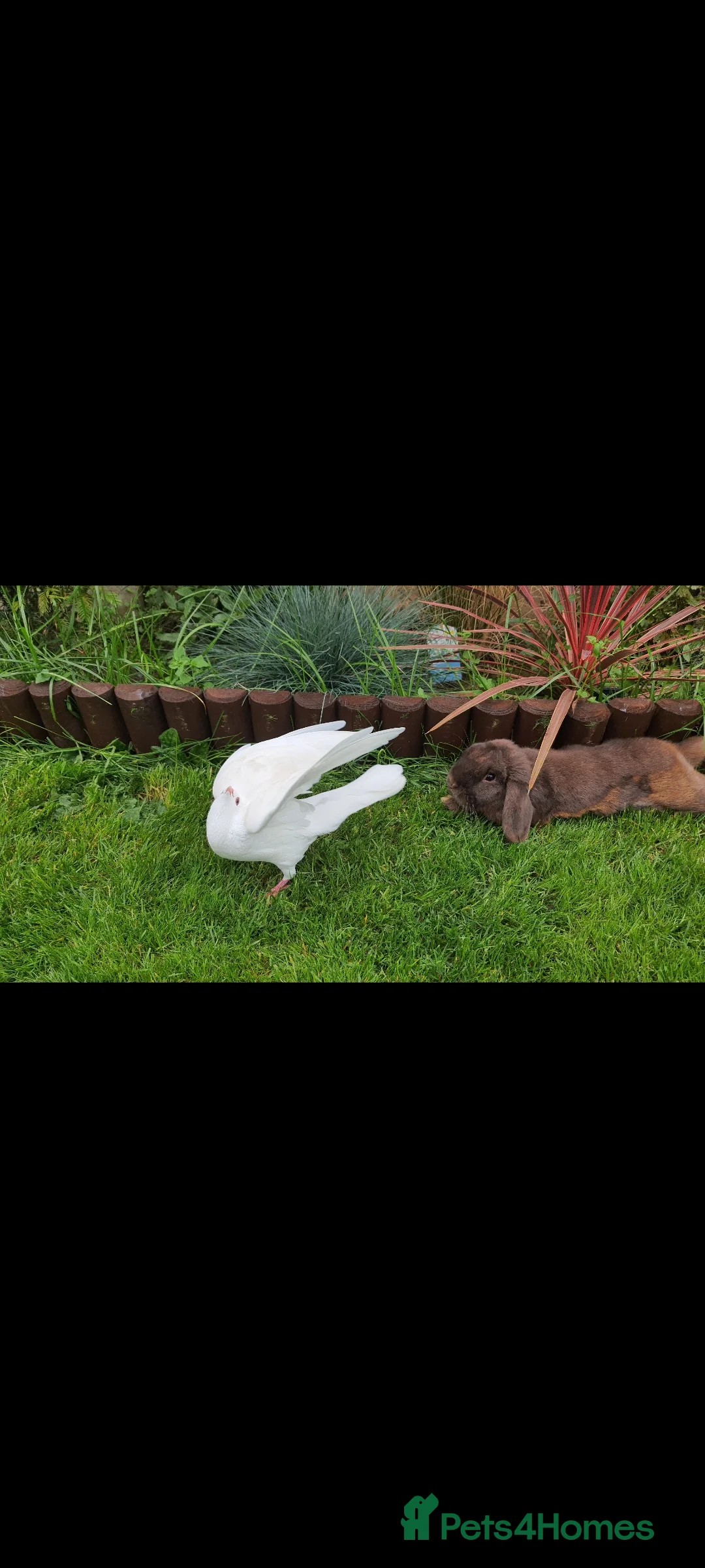 Mini Lop rabbits for sale: Rabbit  in Newark - Advert 1