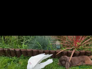 Mini Lop rabbits Rabbit in Newark - Advert 4