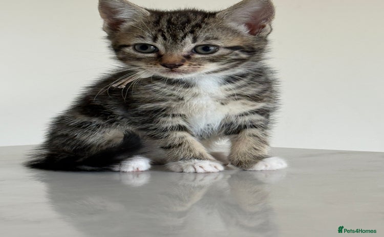 Mixed Breed cats - Advert 11