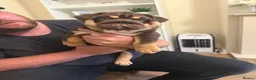 English Bulldog dogs for sale: 🐾 two females english Bulldog pups 🐾 - Advert 6