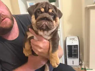 English Bulldog dogs 🐾 two females english Bulldog pups 🐾 - Advert 9