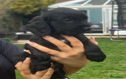 Cocker Spaniel dogs for sale: Beautiful show cocker GIRLs - Image 16