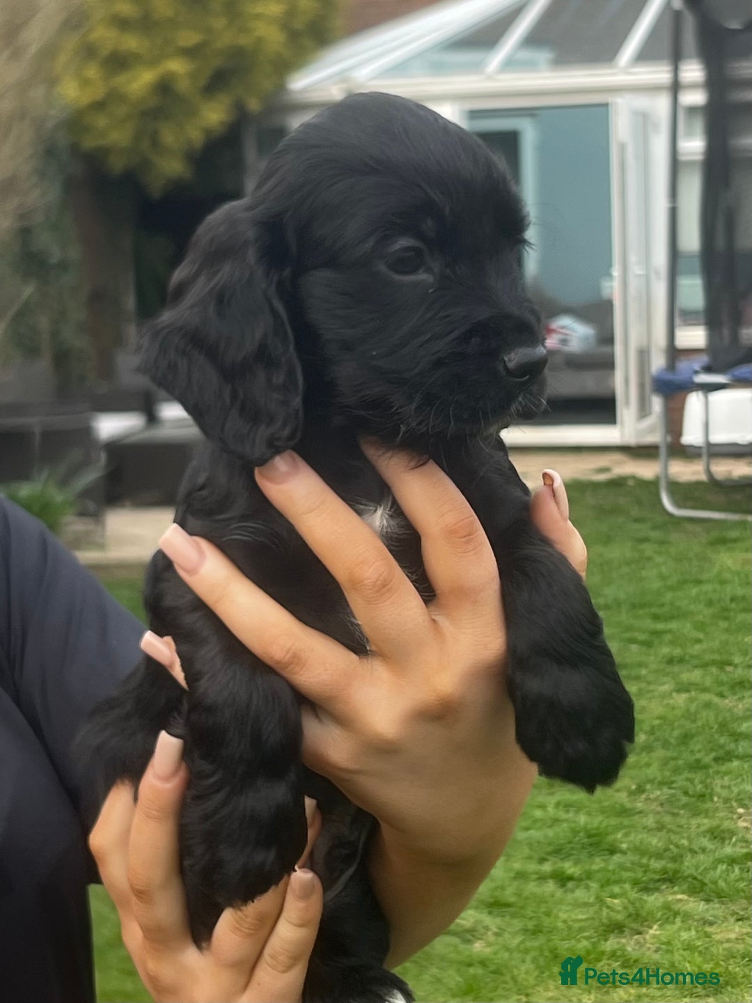 Cocker Spaniel dogs for sale: Beautiful show cocker GIRLs - Image 16