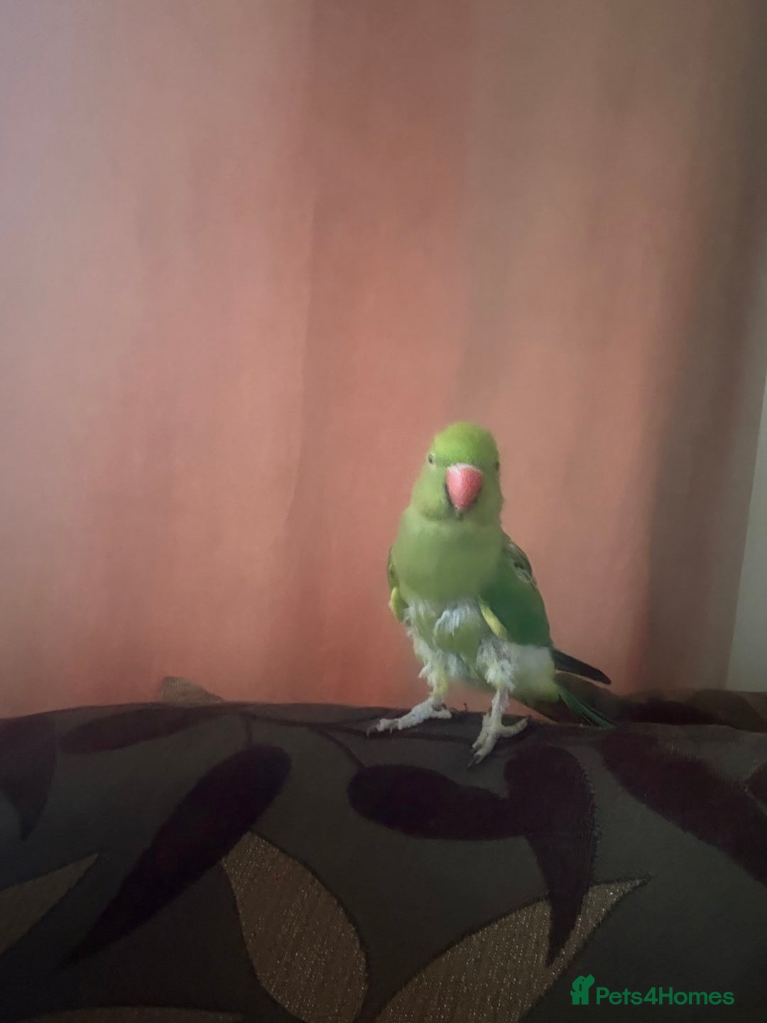 Ringnecks birds for sale: Tame ringneck  - Advert 7