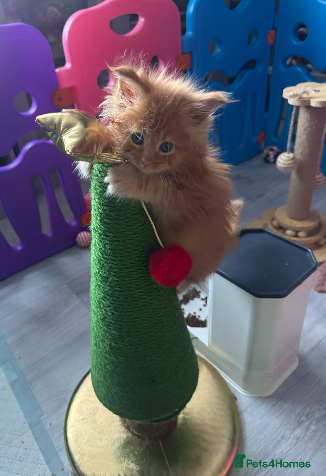 Maine Coon cats for sale: Stunning red very fluffy Maine coon GIRL  - Advert 3
