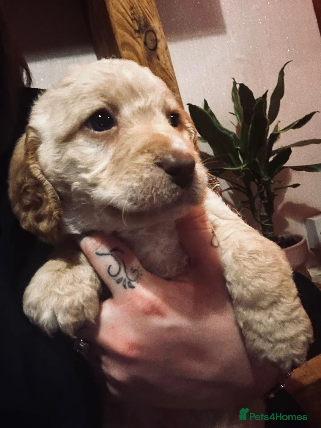 Mixed Breed dogs for sale: 9 Beautiful Puppies for sale - Advert 5