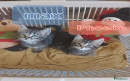Mixed Breed cats for sale: Beautiful kittens - Image 9