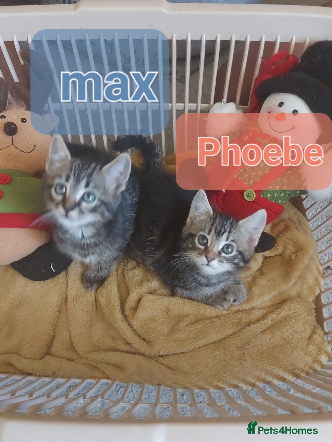 Mixed Breed cats for sale: Beautiful kittens - Image 9
