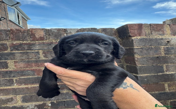 Mixed Breed dogs - Advert 1