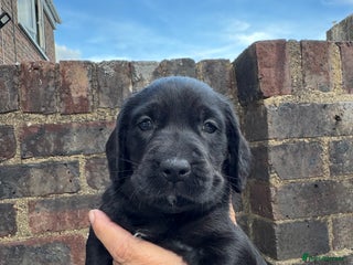 Mixed Breed dogs - Advert 3