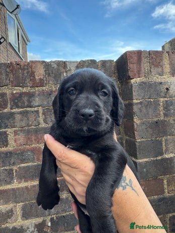 Mixed Breed dogs - Advert 2