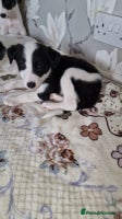 Mixed Breed dogs - Advert 5