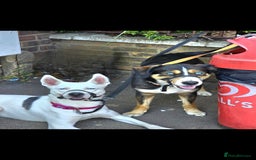 Mixed Breed dogs for sale: Husky cross puppies for sale  - Image 2