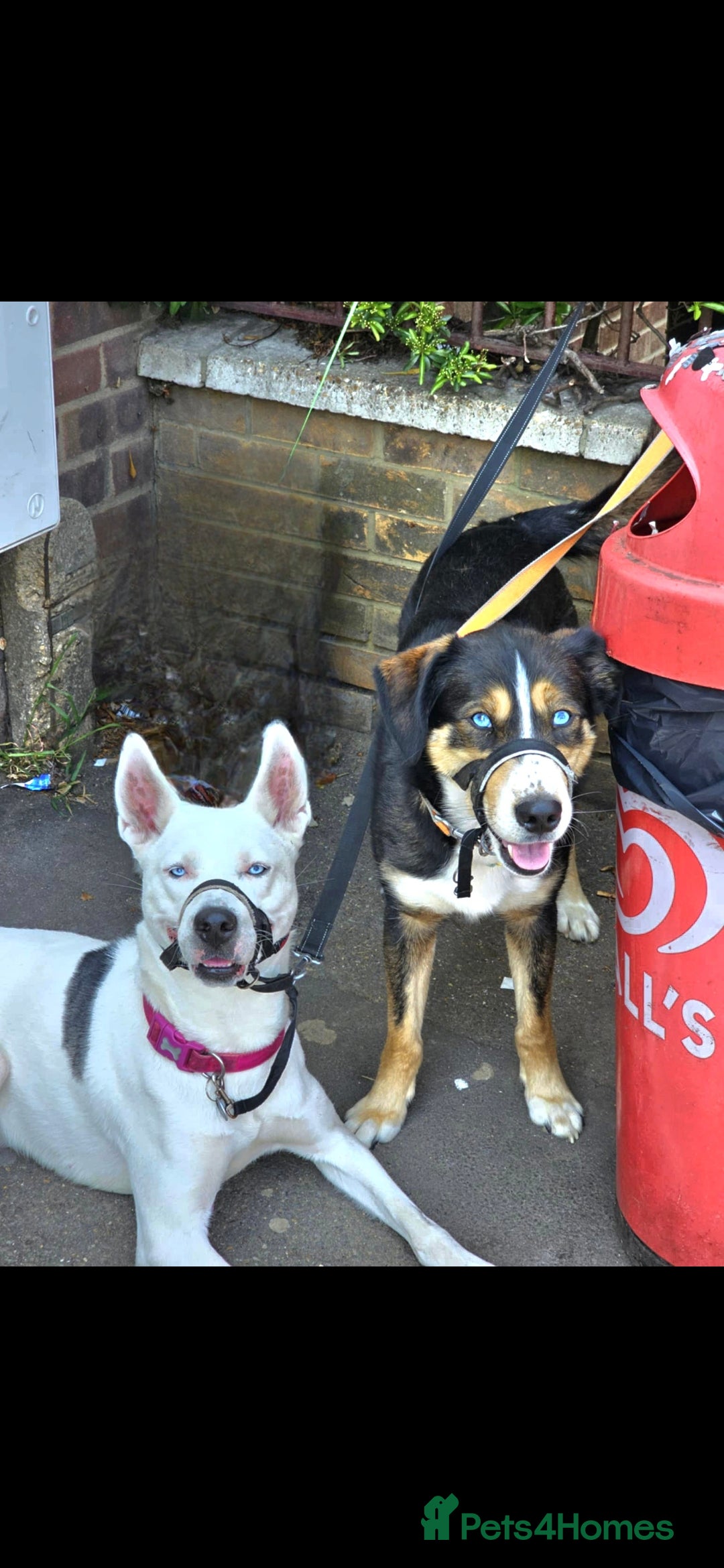 Mixed Breed dogs for sale: Husky cross puppies for sale  - Image 2