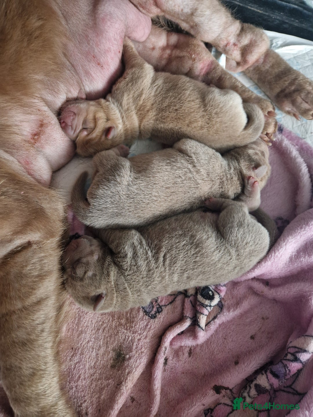 Shar Pei dogs for sale: Male Shar peis - Image 16