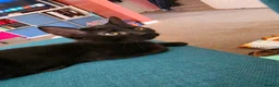 British Shorthair cats for sale: 2 Lovely Black Kittens - Advert 12