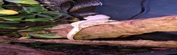 Gecko reptiles for sale: Crested geckos adult females stunning morphs - Advert 6