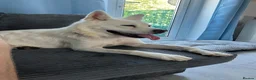 Akita dogs for sale: White female akita - Advert 3