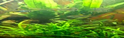 Tetras fish for sale: X ray tetras  in Birmingham - Advert 3