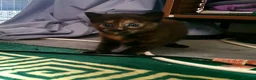 Mixed Breed cats for sale: Cute, playful, lovely kitten £170 - Advert 3
