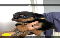 Rottweiler dogs for sale: 10 Rottweiler puppies - Image 12