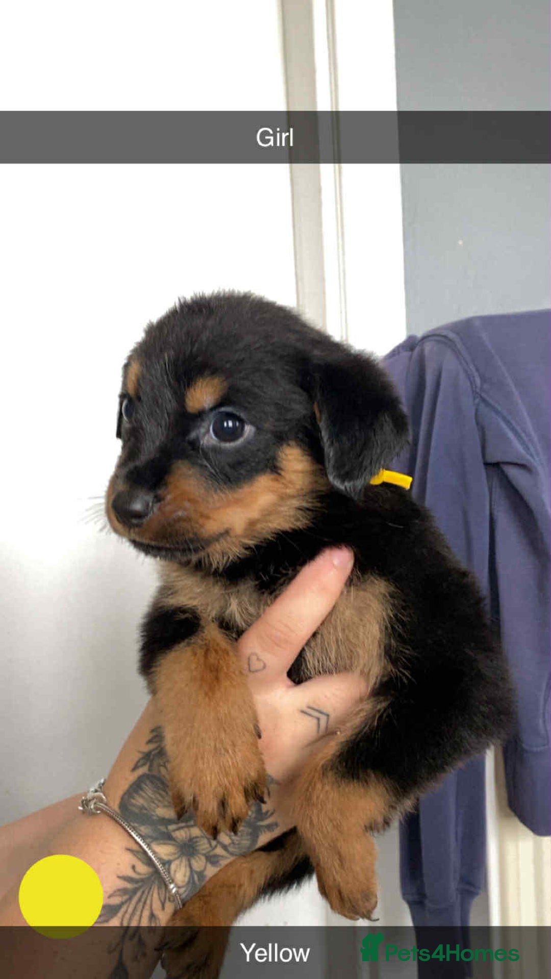Rottweiler dogs for sale: 10 Rottweiler puppies - Image 12