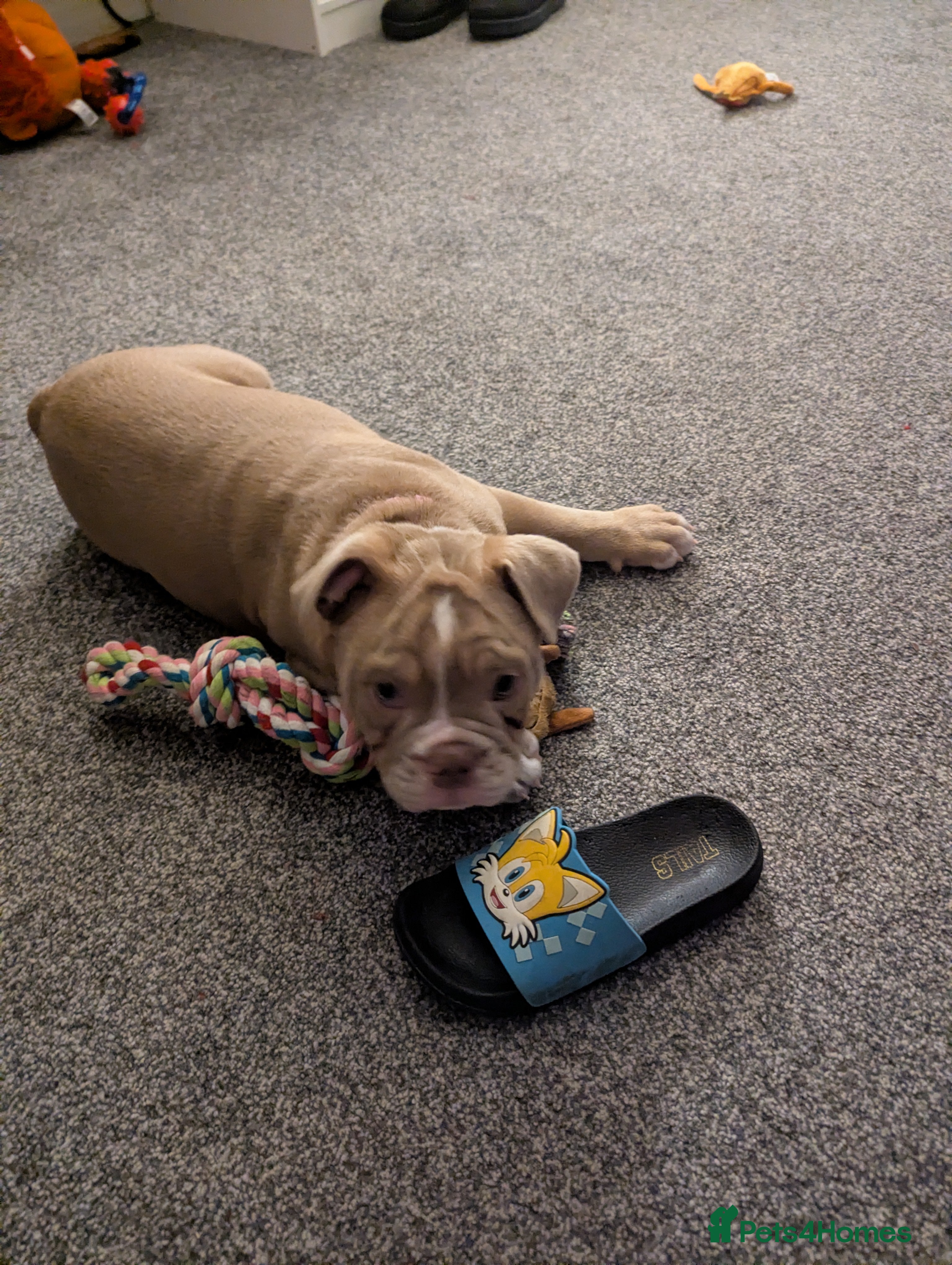 Mixed Breed dogs BEAUTIFUL GIRL LILAC OLD TYME BULLDOG  - Advert 4