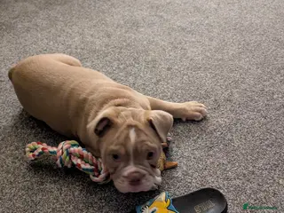 Mixed Breed dogs BEAUTIFUL GIRL LILAC OLD TYME BULLDOG - Advert 15