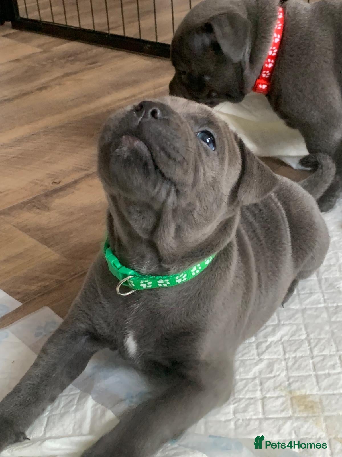 Staffordshire Bull Terrier dogs Champions Bloodlines Staffordshire Bull Terrier Pu - Advert 14