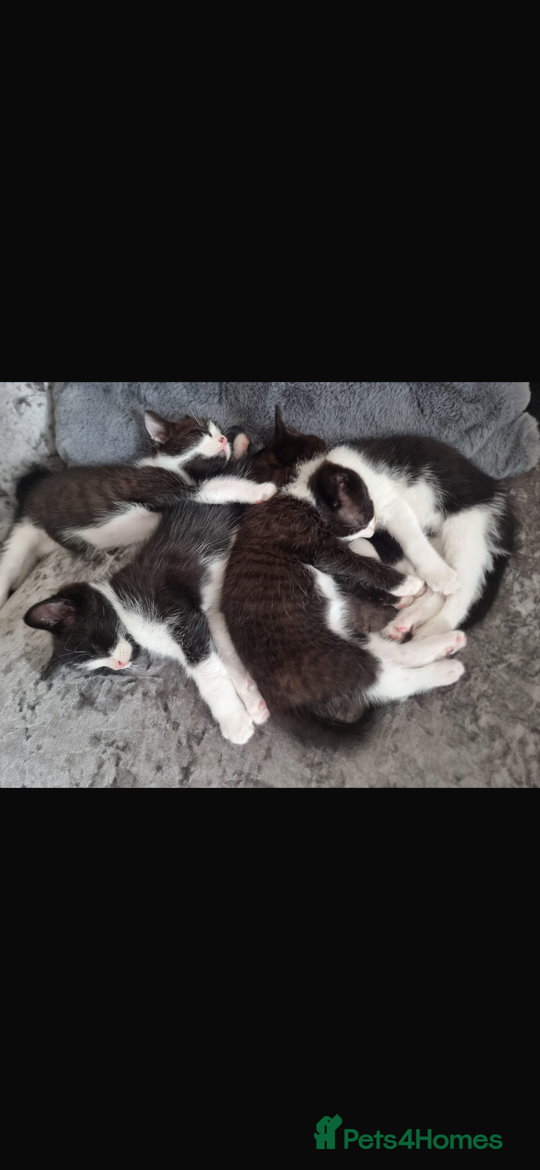 Mixed Breed cats for sale: Kittens need a forever home  - Image 8