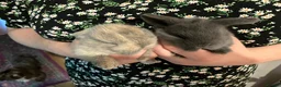Mini Lop rabbits for sale: BRC Mini Lops  - Advert 4