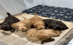 Cockapoo dogs for sale: Fluffy Thick coated F1 Cockapoos/DNA Health tested - Image 10