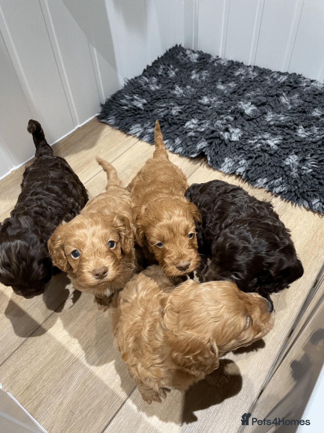 Cockapoo dogs for sale: Fluffy Thick coated F1 Cockapoos/DNA Health tested - Image 10
