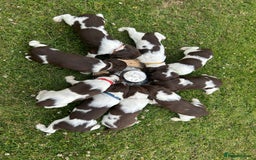 English Springer Spaniel dogs for sale: KC Working Springer Spaniel Puppies - Image 4