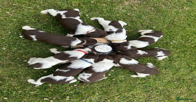 English Springer Spaniel dogs - Advert 1