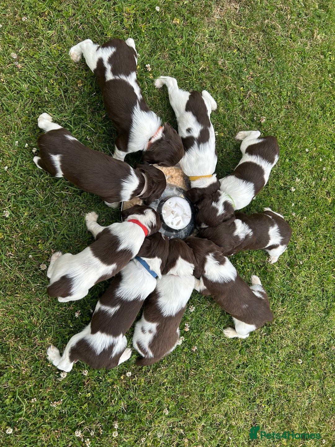 English Springer Spaniel dogs for sale: KC Working Springer Spaniel Puppies - Image 4