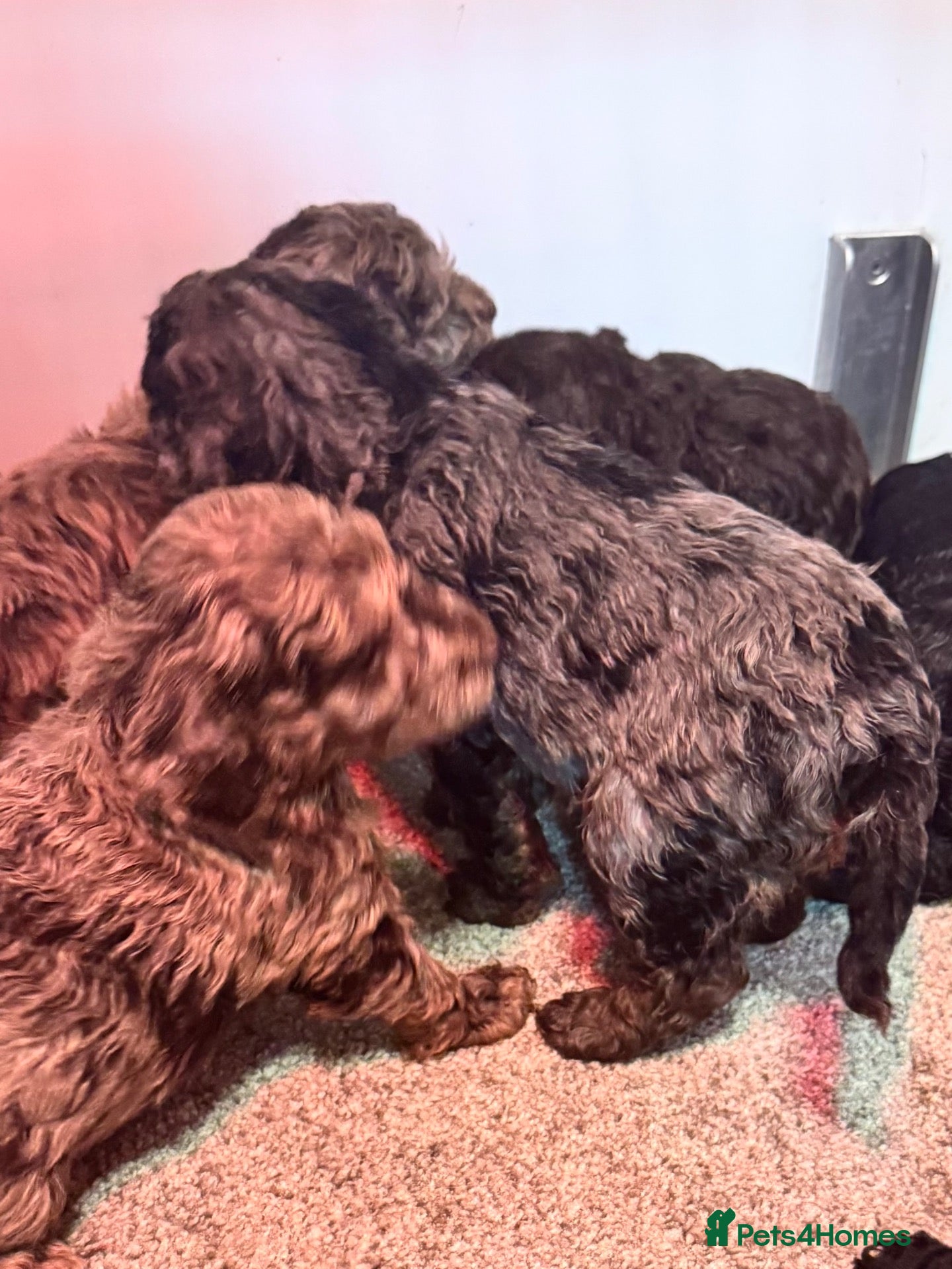 Cockapoo dogs for sale: Stunning toy F1bbb cockerpoo  - Advert 12