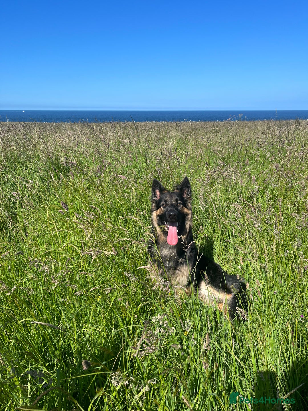 German Shepherd dogs for sale: READY GERMAN SHEPHERD PUPPIES 😍 - Image 19