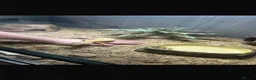 Leopard Gecko reptiles for sale: Leopard gecko  in Bishop Auckland - Advert 6