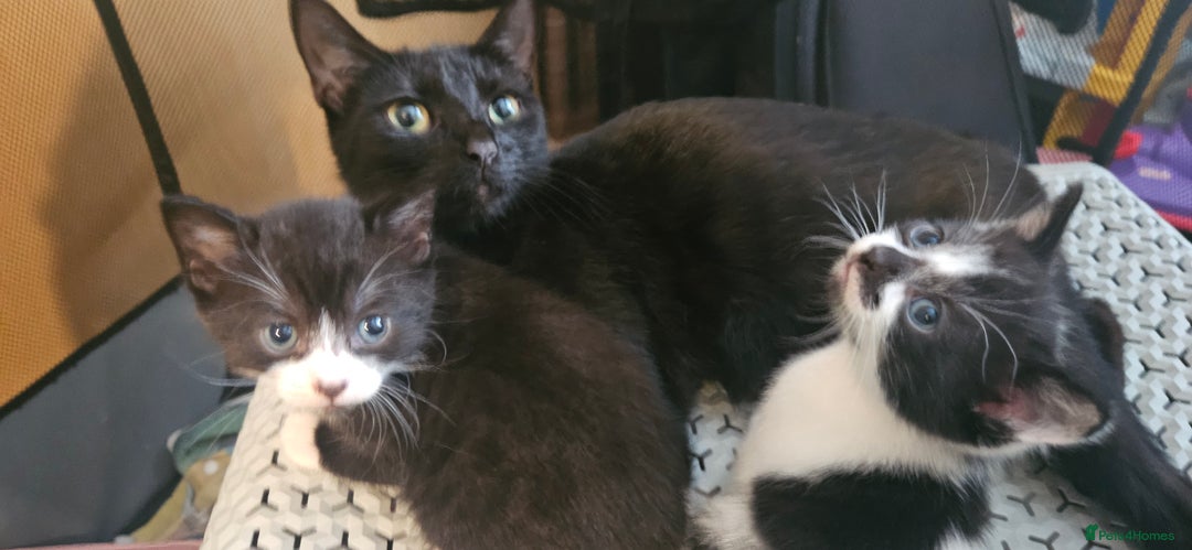 Domestic Shorthair cats for sale: 2 tuxedo kittens - Image 3