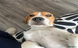 Beagle dogs for sale: Beautiful boy Beagle nearly 6 months old  - Image 5