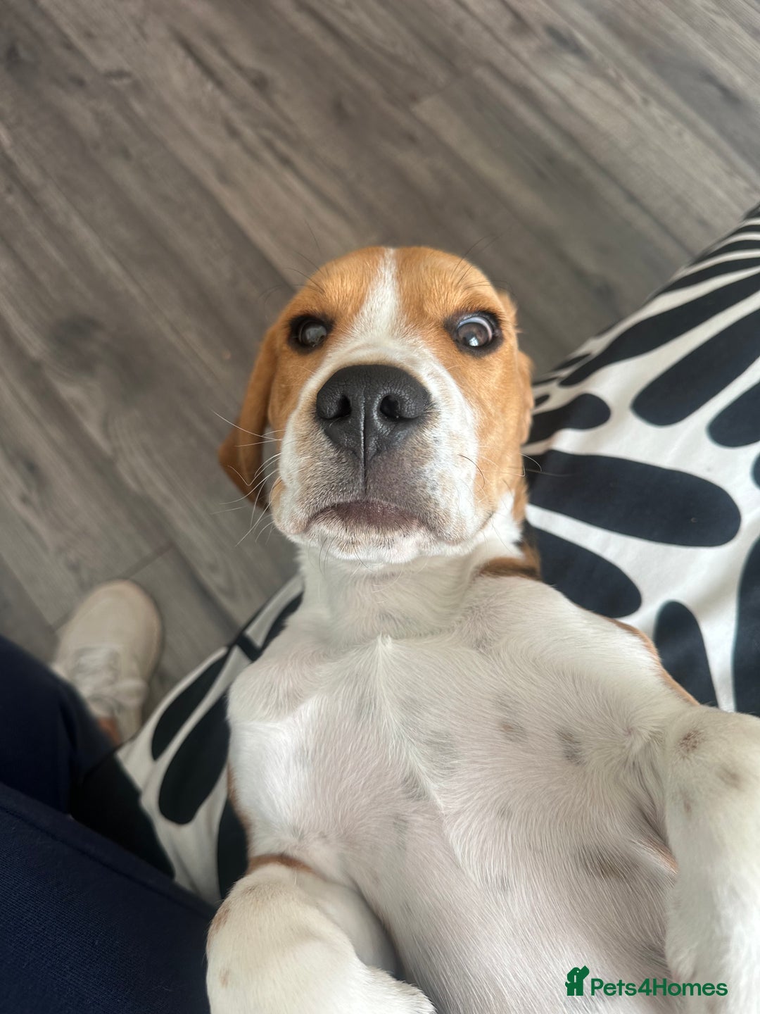 Beagle dogs for sale: Beautiful boy Beagle nearly 6 months old  - Image 5